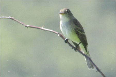 Willow Flycatcher at Belleisle Marsh on May 25, 2022 - Larry Neily